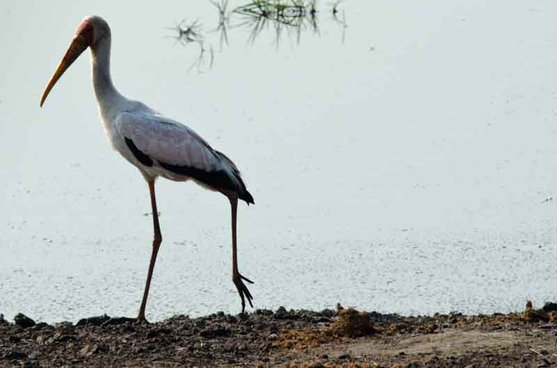 Cigüeña Pico Amarillo o Yellow-Billed Stork - parque nacional de Chobe - Botswana 1.jpg